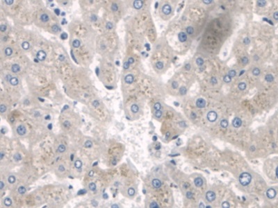 Polyclonal Antibody to Sprouty Homolog 2 (SPRY2)