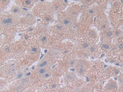 Polyclonal Antibody to Notch Homolog 4 (NOTCH4)