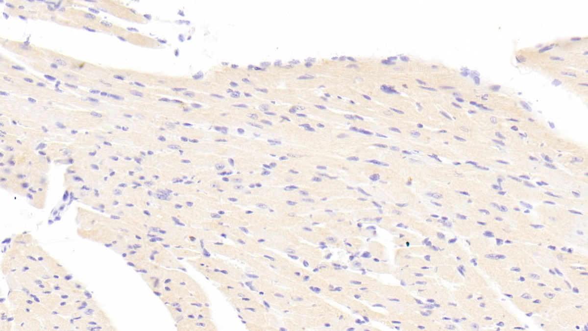 Polyclonal Antibody to Autophagy Related Protein 7 (ATG7)