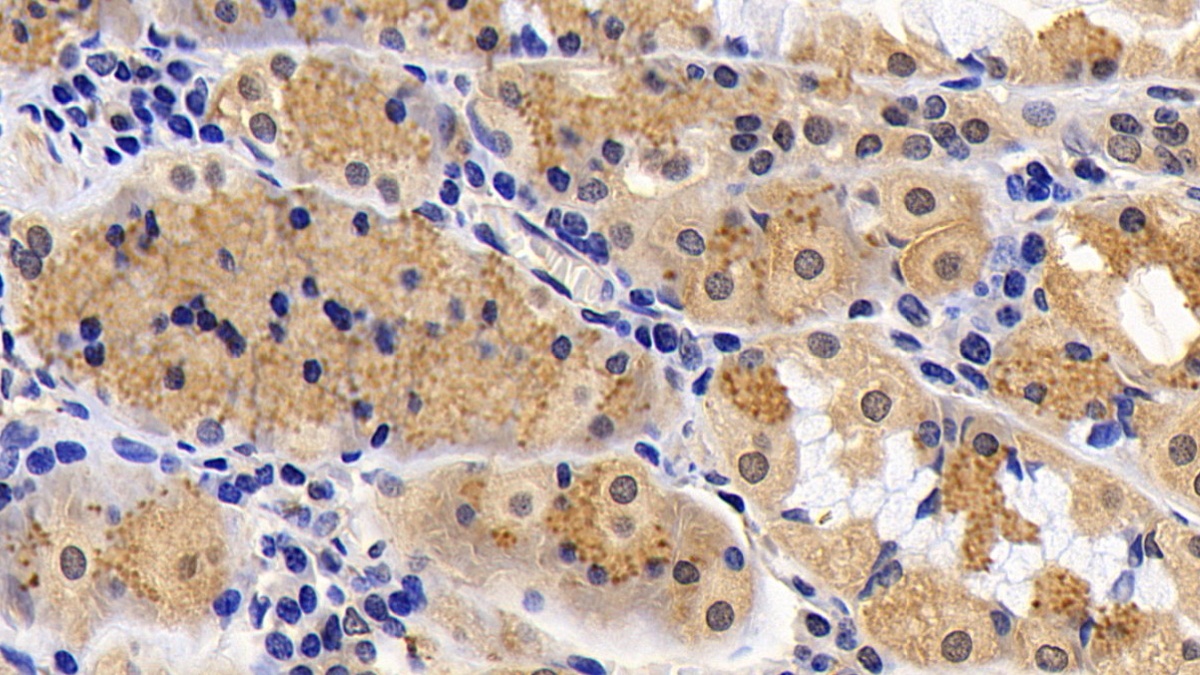 Polyclonal Antibody to B-Cell CLL/Lymphoma 2 Like Protein 2 (Bcl2L2)