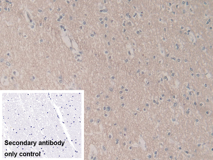 Polyclonal Antibody to Ubiquitin Cross Reactive Protein (UCRP)