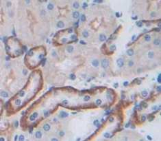 Polyclonal Antibody to Junctional Adhesion Molecule 3 (JAM3)