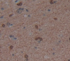 Polyclonal Antibody to Period Circadian Protein 1 (PER1)