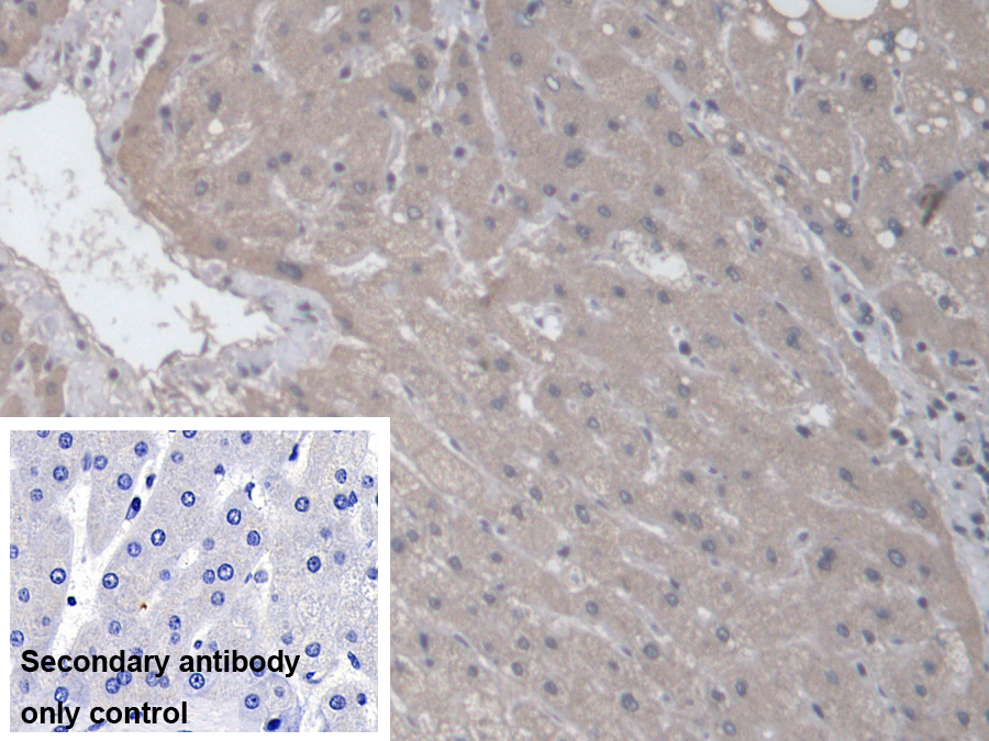 Polyclonal Antibody to RAB37, Member RAS Oncogene Family (RAB37)