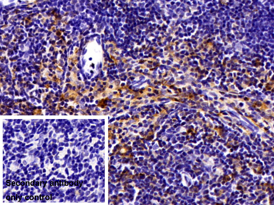 Polyclonal Antibody to Transmembrane Protein 173 (TMEM173)