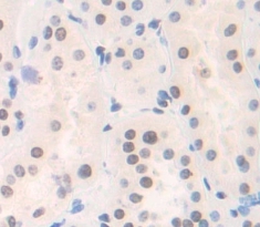 Polyclonal Antibody to Histone Cluster 1, H2aa (HIST1H2AA)