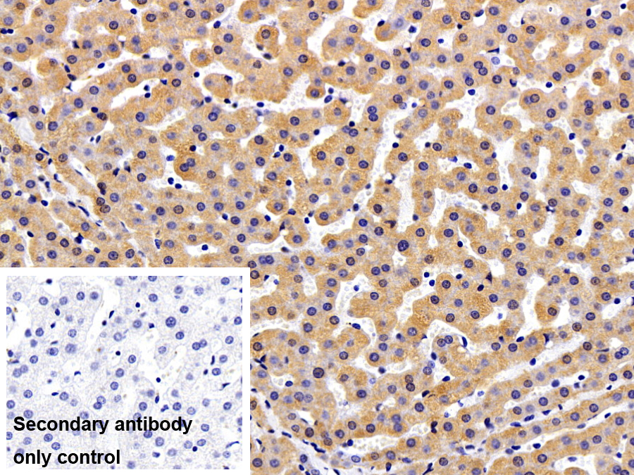 Polyclonal Antibody to Retinol Binding Protein 5, Cellular (RBP5)