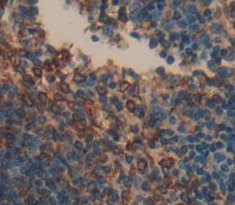 Polyclonal Antibody to Linker For Activation Of T-Cells Family, Member 2 (LAT2)