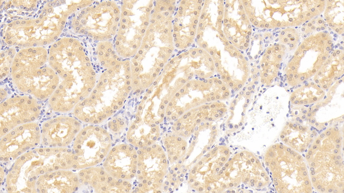 Polyclonal Antibody to IK Cytokine, Down Regulator Of HLA II (IK)