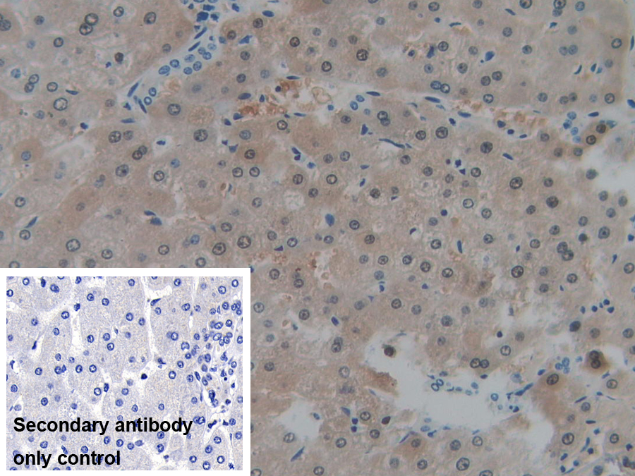 Polyclonal Antibody to NADH Dehydrogenase 1 (ND1)