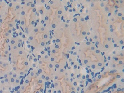 Polyclonal Antibody to G Protein Gamma 8 (GNg8)