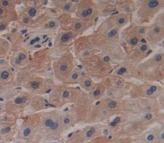 Polyclonal Antibody to Ribonuclease A9 (RNASE9)