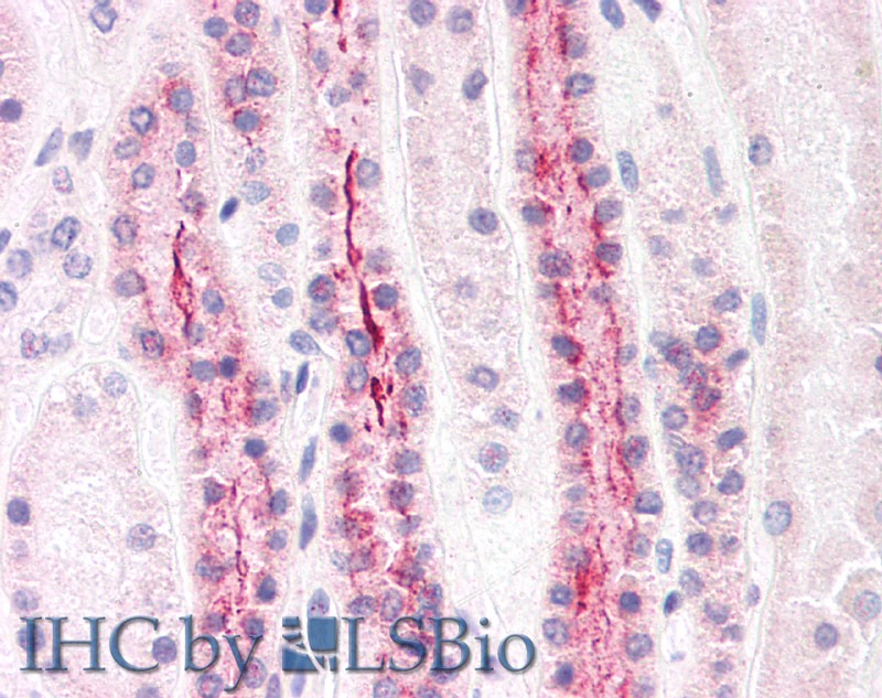 Polyclonal Antibody to Angiopoietin Like Protein 7 (ANGPTL7)