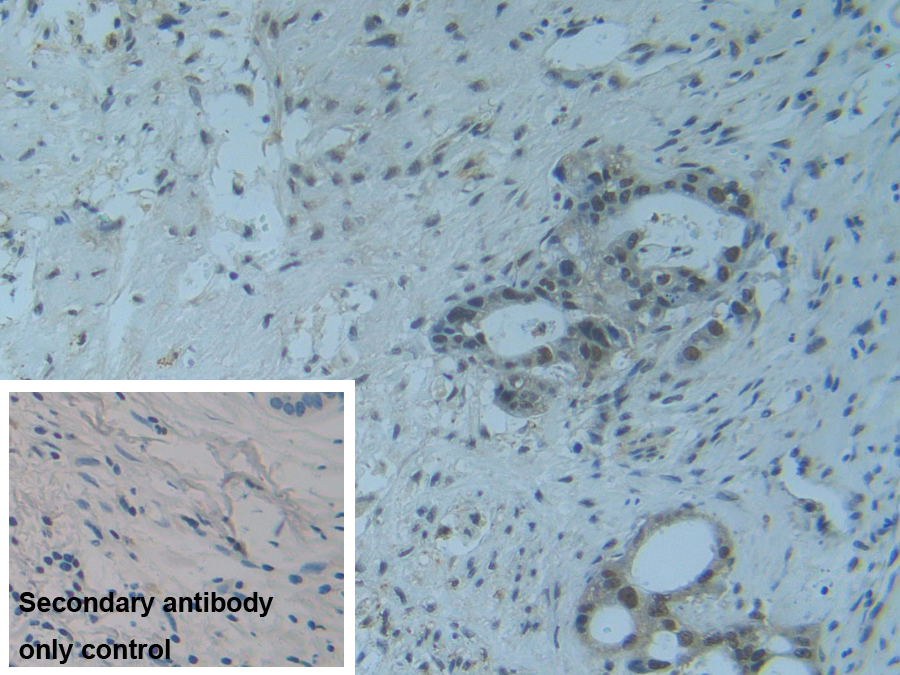 Polyclonal Antibody to Raft Linking Protein (Raftlin)