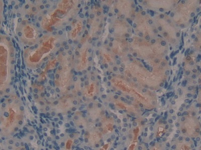 Polyclonal Antibody to Angiotensin 1-7 (Ang1-7)