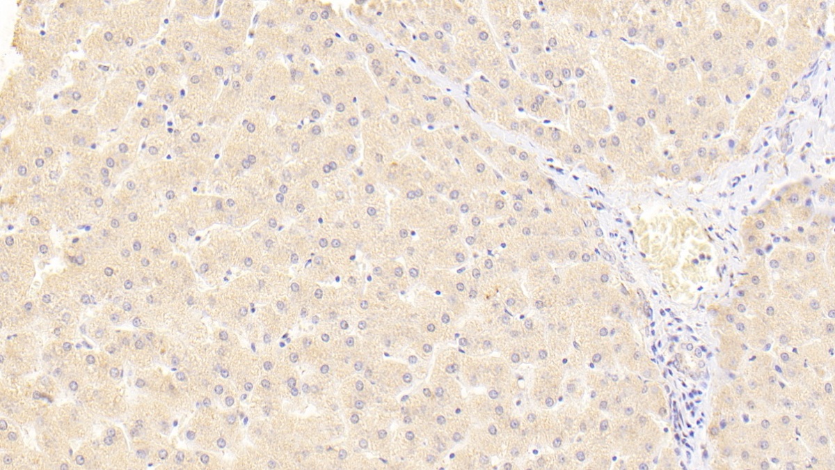 Polyclonal Antibody to Vascular Endothelial Growth Factor 145 (VEGF145)