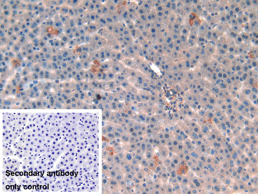 Polyclonal Antibody to NADH Dehydrogenase 5 (ND5)