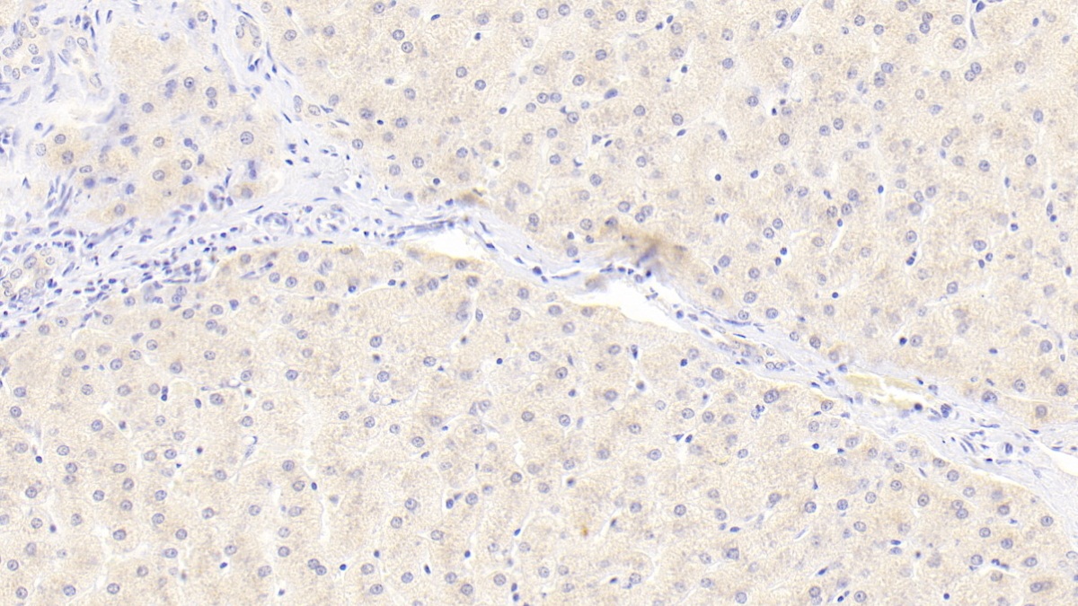 Polyclonal Antibody to Mab21 Domain Containing Protein 1 (MB21D1)