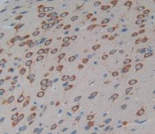 HRP-Linked Guinea pig Anti-Rabbit IgG Polyclonal Antibody