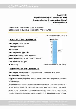 Antibody-to-Cathepsin-K--CTSK--A90267Si01.pdf