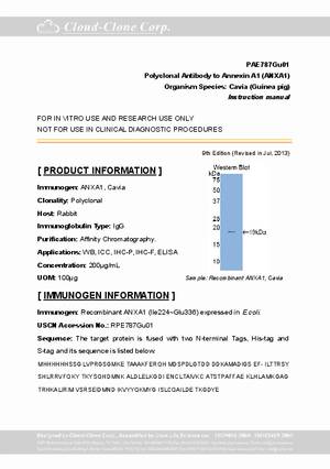 Antibody-to-Annexin-A1--ANXA1--A94787Gu01.pdf