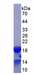 Active Bone Morphogenetic Protein 4 (BMP4)