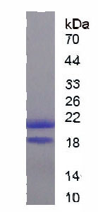 Active Bone Morphogenetic Protein 4 (BMP4)