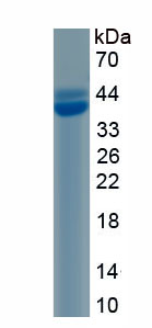 Active Erythropoietin (EPO)