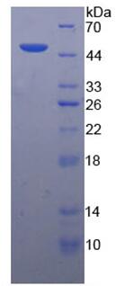 Active Interferon Alpha (IFNa)