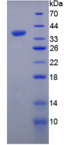 Active Fibroblast Growth Factor 6 (FGF6)