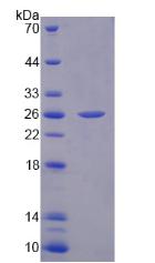 Active Fibronectin (FN)