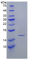 Active Interferon Gamma (IFNg)