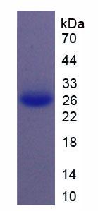 Active Interleukin 11 (IL11)