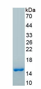 Active Interleukin 15 (IL15)