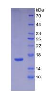 Active Interleukin 16 (IL16)