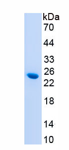 Active Interleukin 1 Alpha (IL1a)