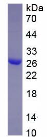 Active Interleukin 1 Alpha (IL1a)