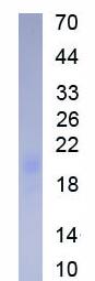 Active Interleukin 3 (IL3)