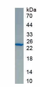 Active Interleukin 3 (IL3)