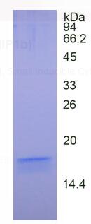 Active Interleukin 4 (IL4)