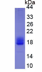 Active Interleukin 4 (IL4)