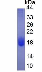 Active Interleukin 4 (IL4)