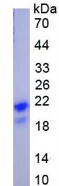 Active Interleukin 4 (IL4)