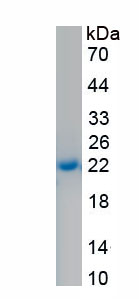 APA079Hu02.jpg