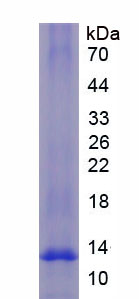 Active Macrophage Inflammatory Protein 3 Alpha (MIP3a)