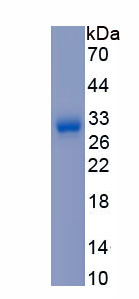 APA117Hu61.jpg