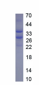 Active Stem Cell Factor (SCF)