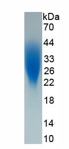 Active Stem Cell Factor (SCF)