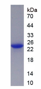 Active Tumor Necrosis Factor Alpha (TNFa)