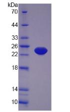 Active Tumor Necrosis Factor Alpha (TNFa)